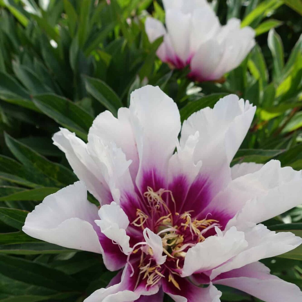 Paeonia itoh "Cora Louise" - hibrid bazsarózsa (1 db) - Image 2