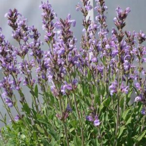 Salvia lavandulifolia GOLD N. - Spanyol zsálya (min. 20 szem mag)