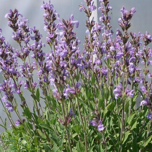 Salvia lavandulifolia GOLD N. - Spanyol zsálya (min. 20 szem mag)