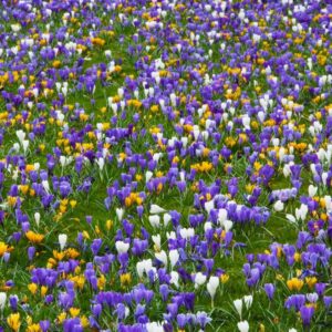 Crocus vernus "Colour Carnival" - tavaszi sáfrány (9 db)
