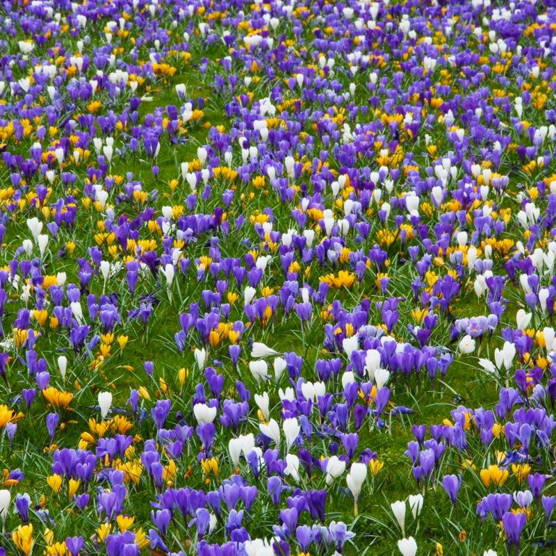 Crocus vernus "Colour Carnival" - tavaszi sáfrány (9 db)