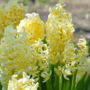Hyacinthus orientalis "City of Harlem" - jácint (3 db)