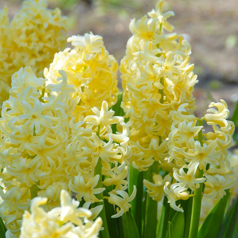 Hyacinthus orientalis "City of Harlem" - jácint (3 db)