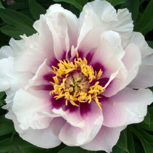 Paeonia itoh "Cora Louise" - hibrid bazsarózsa (1 db)