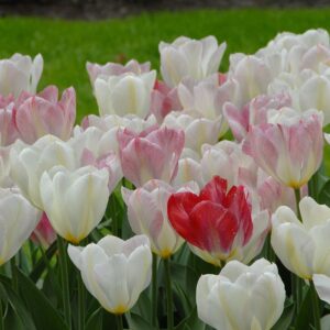 Tulipa "Flaming Purissima" - korai fajta (5 db)