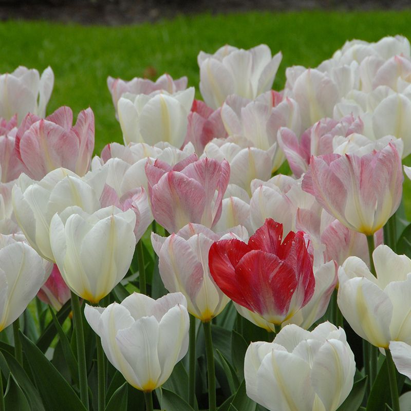 Tulipa "Flaming Purissima" - korai fajta (5 db)