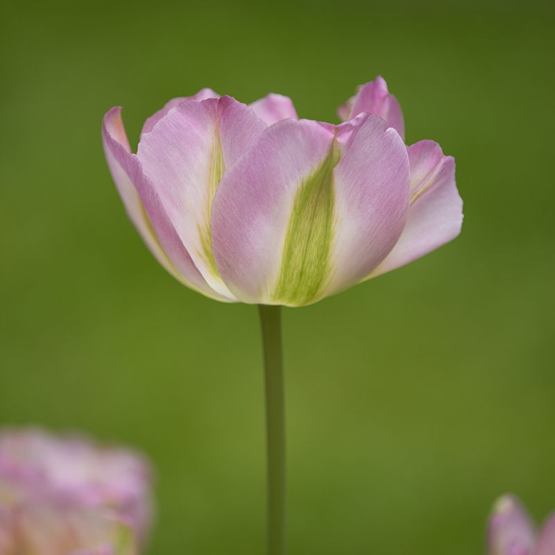 Tulipa "Groenland" - viridiflora fajta (7 db)