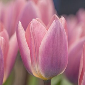 Tulipa "Light and Dreamy" - Darwin hibrid (7 db)