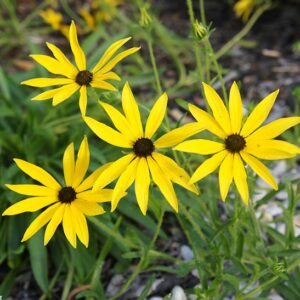 Rudbeckia missouriensis GOLD N.- Missouri kúpvirág (min. 30 szem)