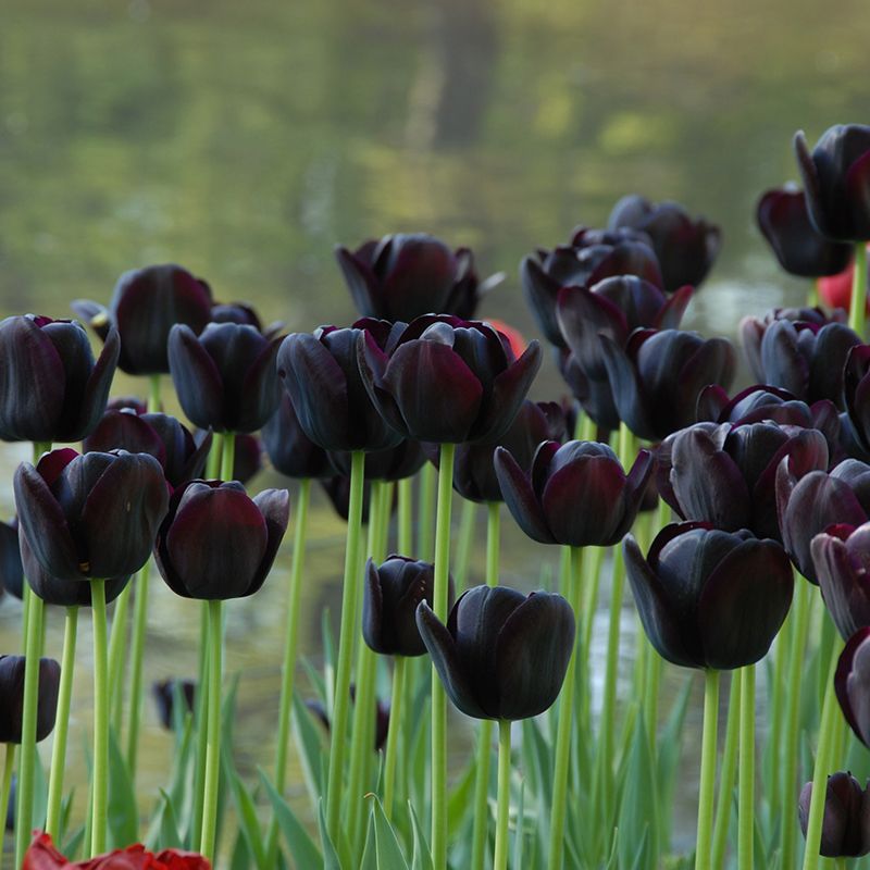 Tulipa "Queen of Night" - egyszerű virágú késői (5 db)