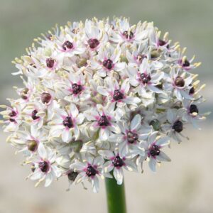 Allium basalticum "Silver Spring" - nagyvirágú díszhagyma (2db)