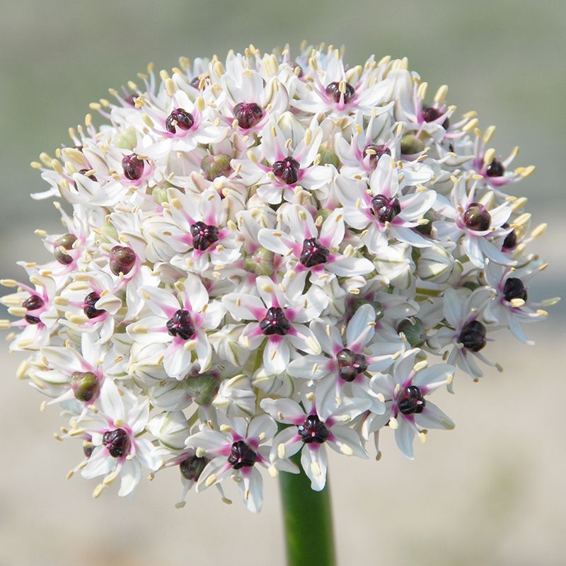 Allium basalticum "Silver Spring" - nagyvirágú díszhagyma (2db)