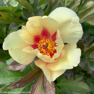 Paeonia itoh "Sonoma Apricot" - hibrid bazsarózsa (1 db)