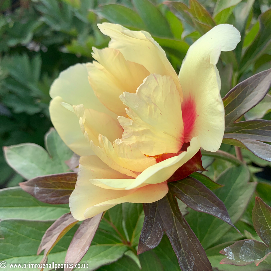 Paeonia itoh "Sonoma Apricot" - hibrid bazsarózsa (1 db) - Image 2