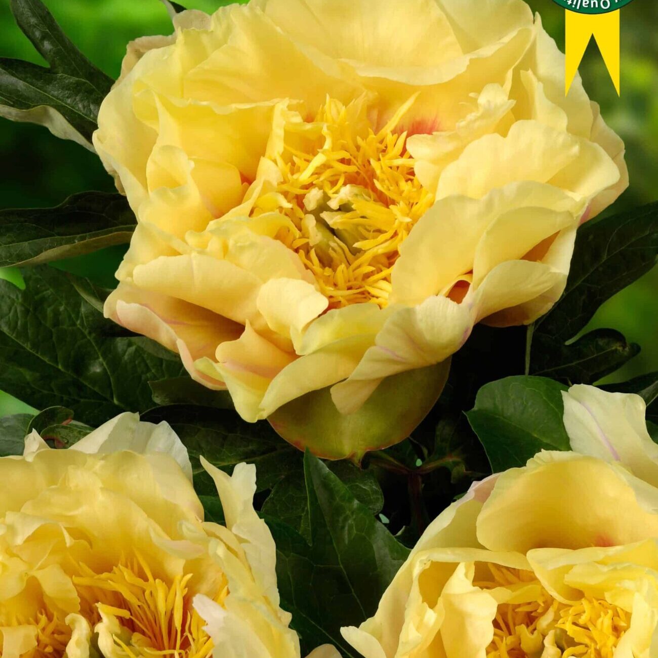 Paeonia itoh "Prairie Charm" - hibrid bazsarózsa (1 db) - Image 2