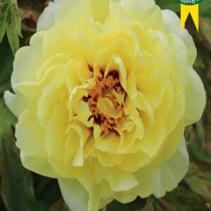 Paeonia lutea "High Noon" - fás bazsarózsa (1 db)