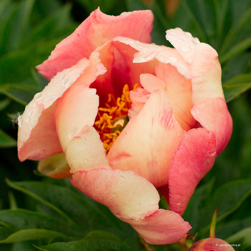Paeonia itoh "Old Rose Dandy" - hibrid bazsarózsa (1 db) - Image 2