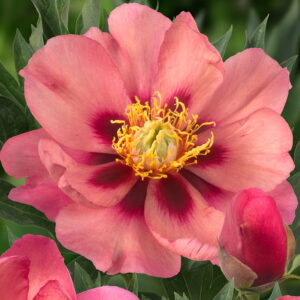 Paeonia itoh "Old Rose Dandy" - hibrid bazsarózsa (1 db)
