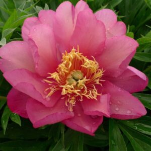 Paeonia itoh "Julia Rose" - hibrid bazsarózsa (1 db)