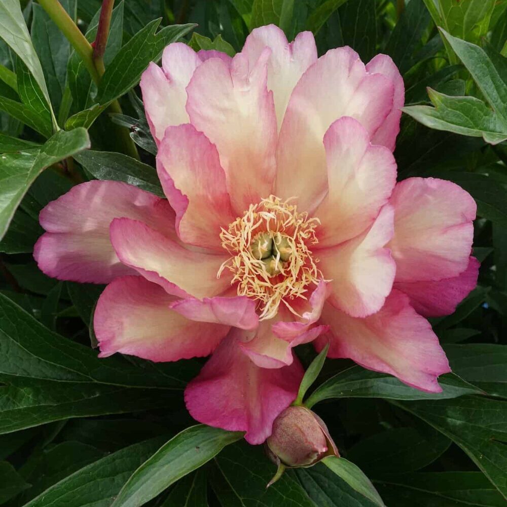 Paeonia itoh "Julia Rose" - hibrid bazsarózsa (1 db) - Image 2