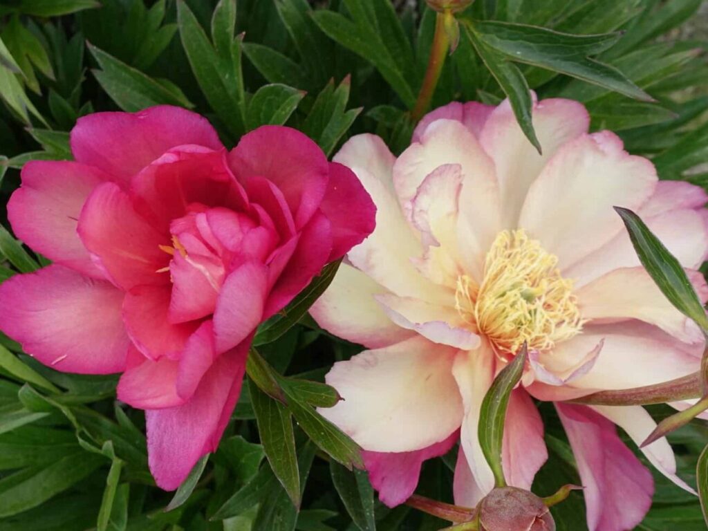 Paeonia-itoh-Julia-Rose-07-scaled