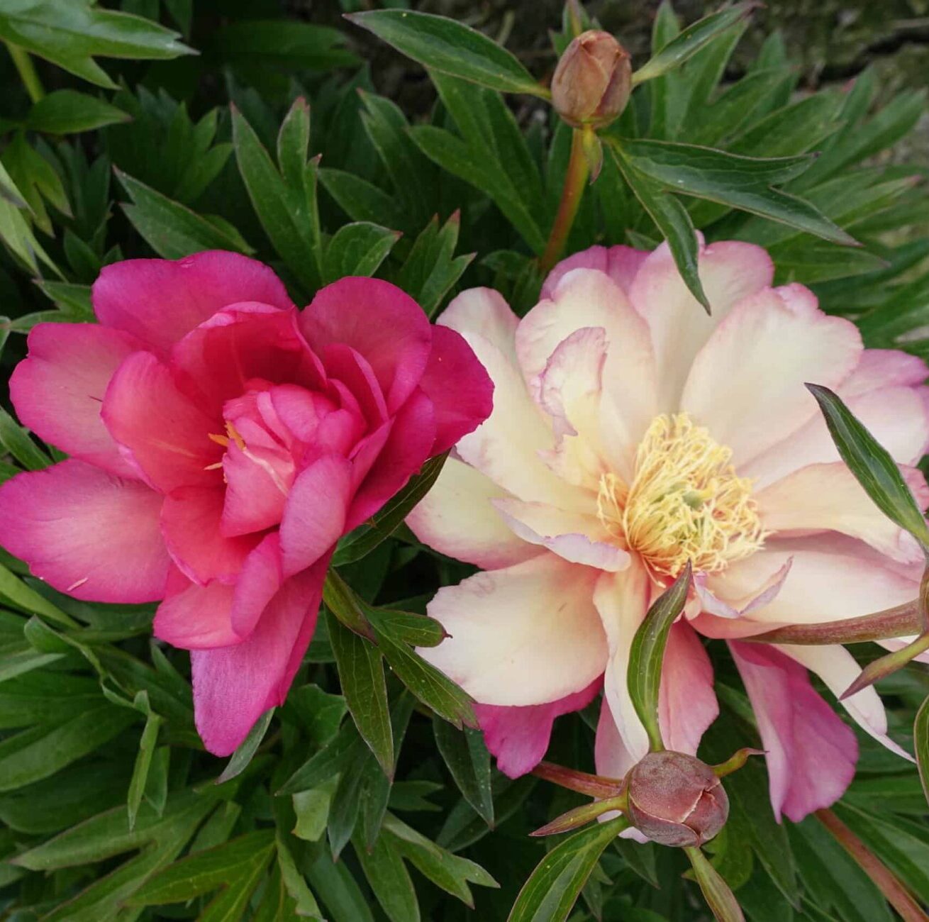 Paeonia itoh "Julia Rose" - hibrid bazsarózsa (1 db) - Image 3
