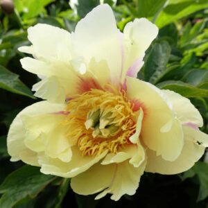 Paeonia itoh "Prairie Charm" - hibrid bazsarózsa (1 db)