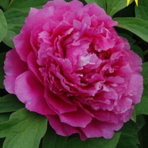Paeonia suffruticosa "Heze Red" - fás bazsarózsa (1 db)