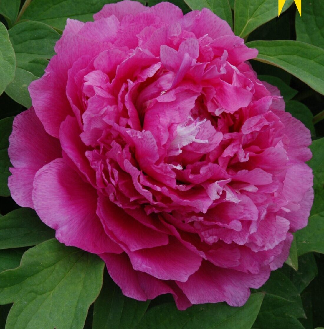 Paeonia suffruticosa "Heze Red" - fás bazsarózsa (1 db)
