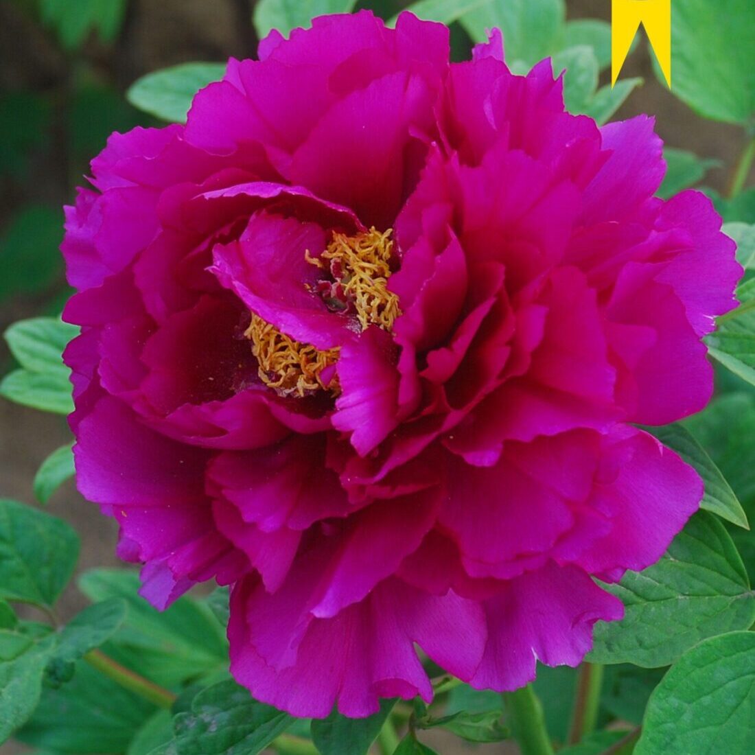 Paeonia suffruticosa "Valentine" - fás bazsarózsa (1 db)