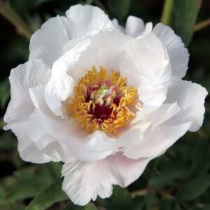 Paeonia suffruticosa "White Phoenix" - fás bazsarózsa (1 db)