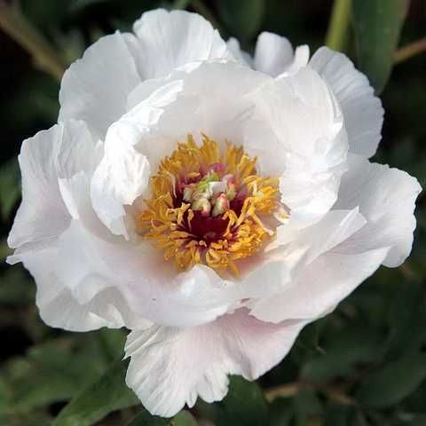 Paeonia suffruticosa "White Phoenix" - fás bazsarózsa (1 db)