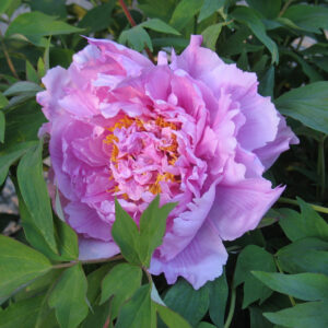 Paeonia suffruticosa "Flower in Dew" - fás bazsarózsa (1 db)