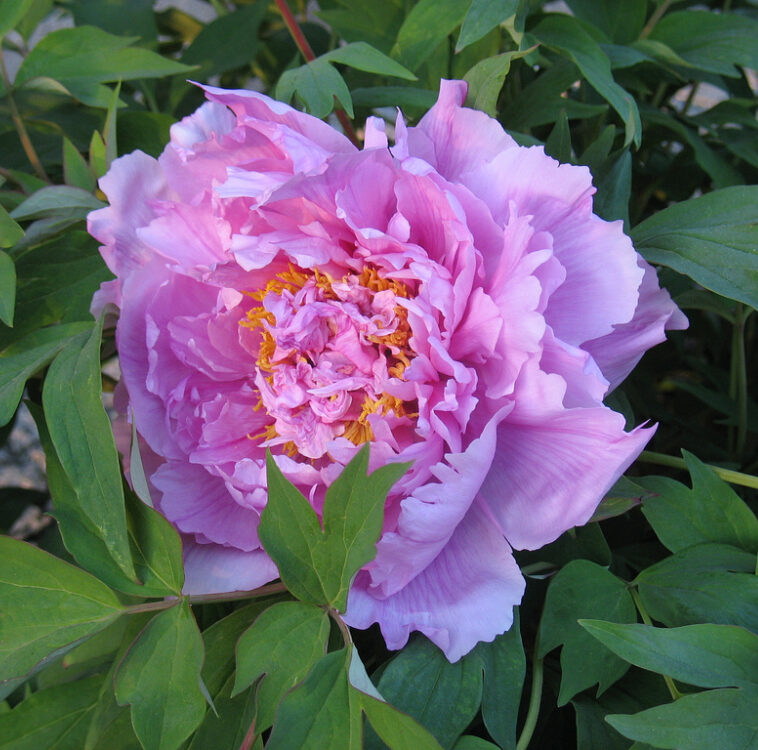 Paeonia suffruticosa "Flower in Dew" - fás bazsarózsa (1 db)