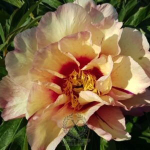 Paeonia itoh "Royal Blush" - hibrid bazsarózsa (1 db)