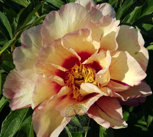 Paeonia itoh "Royal Blush" - hibrid bazsarózsa (1 db)
