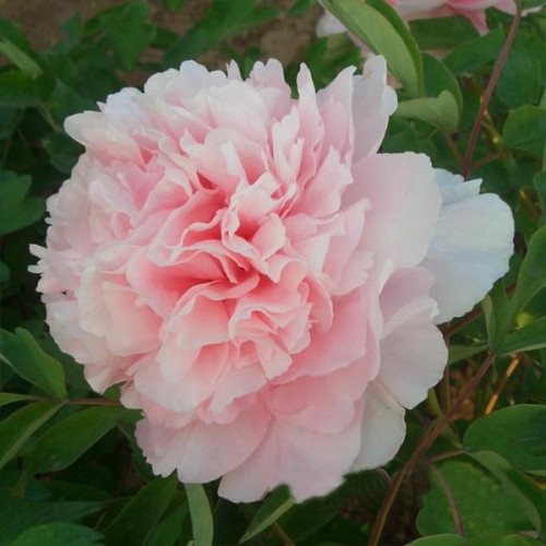 Paeonia suffruticosa "Pink of the Past" - fás bazsarózsa (1 db)